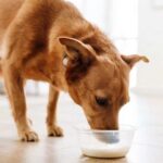Probiotika für Hunde und ihr wertvolles Potenzial Probiotika für Hunde