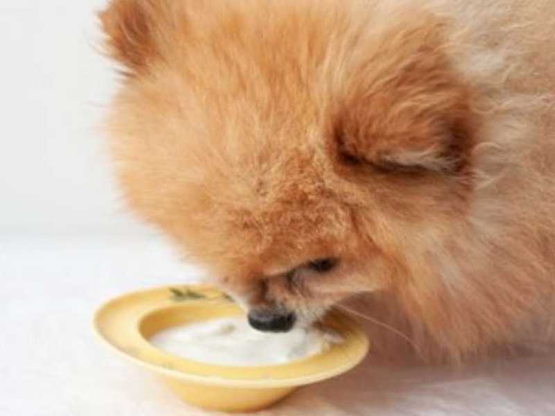 Probiotika für Hunde